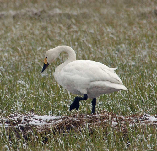 ����� ������